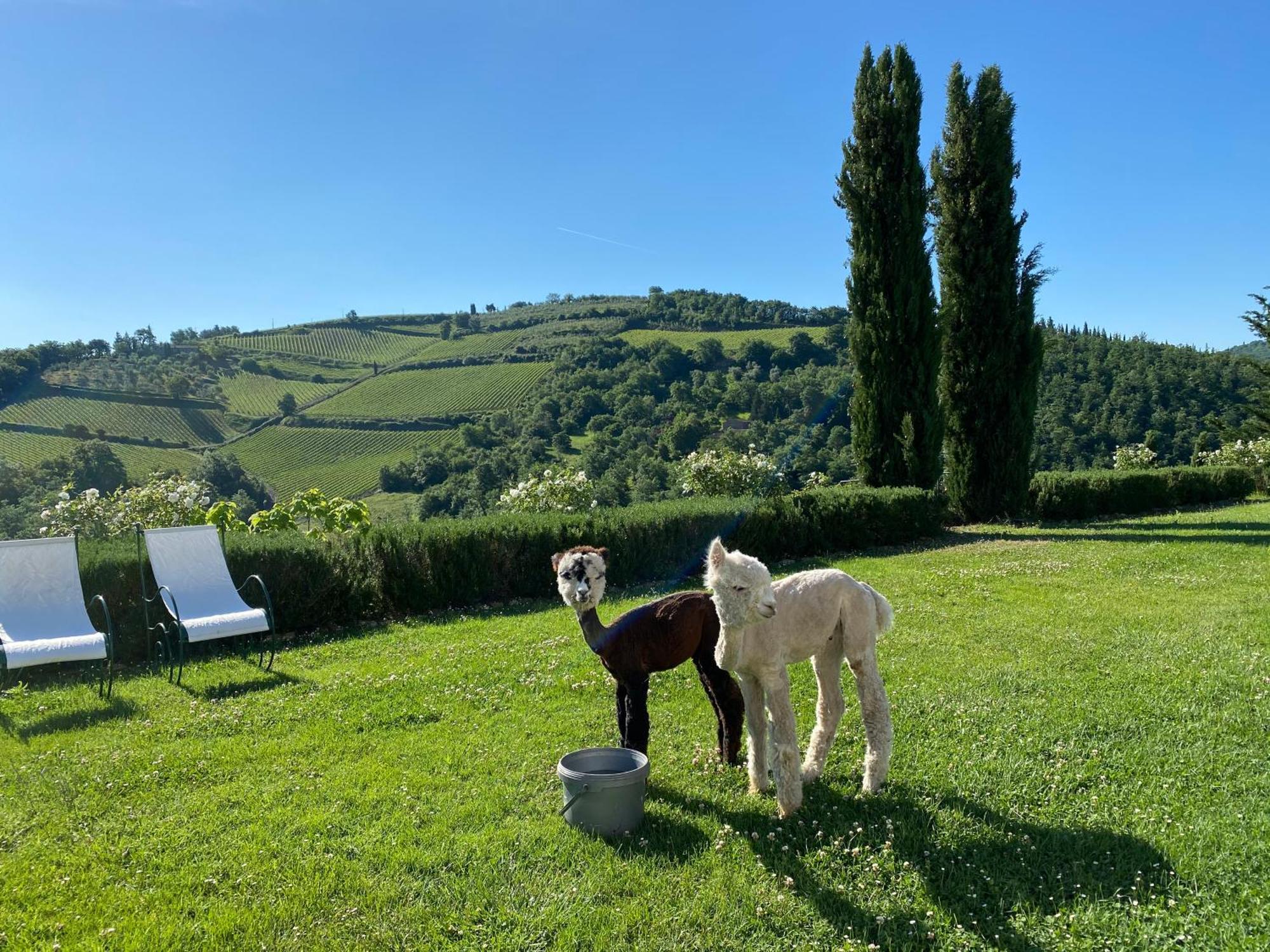 Villa Rignana Chianti Estate, Pool, Tennis,Cook Греве-ін-К'янті Екстер'єр фото